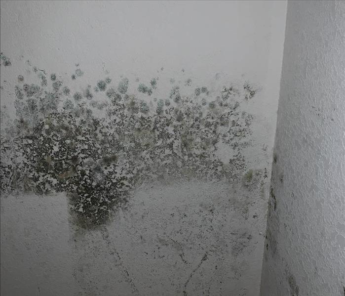 Mold growth on wall.